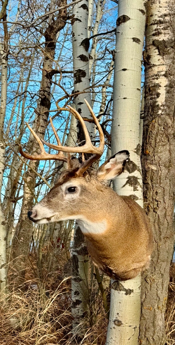 whitetail photo