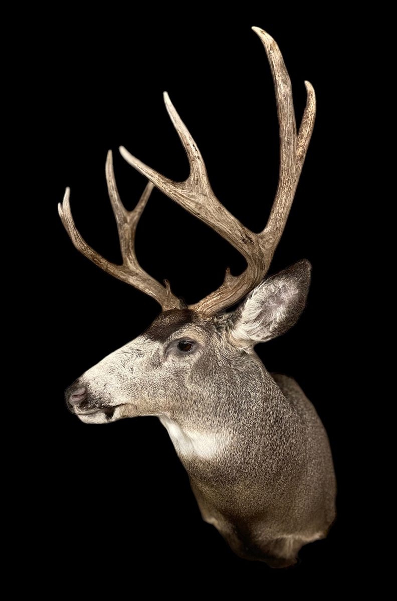 mule deer photo
