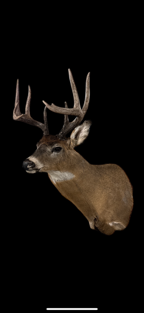 whitetail photo 2